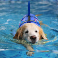 Dog Life Jacket with Floatation – Shark Safety Vest for Swimming