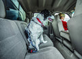 Dog Car Seat Belt – Adjustable Bungee Tether with Carabiner Clip (Blue)